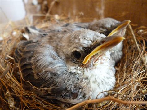 小鳥來家裡築巢是好事嗎
